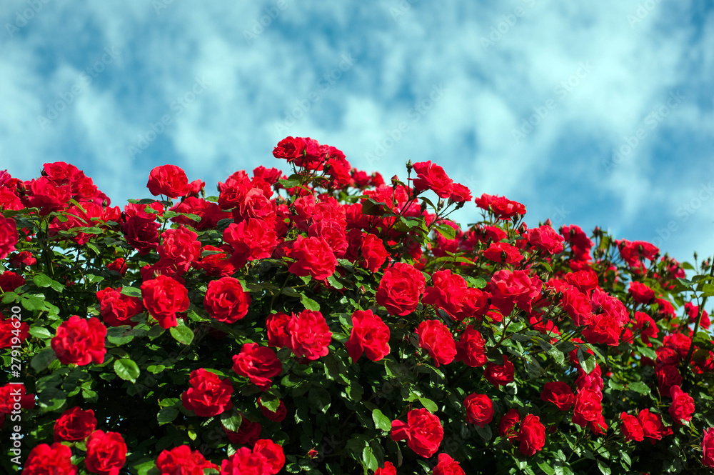 Green bush with bright red roses on a background of a blue sky with clouds. Beautiful red roses in the summer garden. Background with many red summer flowers.