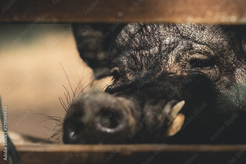 Fototapeta Close-up of hungry curious pig looks at the camera behind a fence on a farm on a summers day. The eyes are in focus with a shallow depth of field