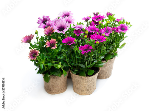 Wallpaper Mural Group of colorful daisy flowers in small pots decorated with sackcloth isolated on white Torontodigital.ca