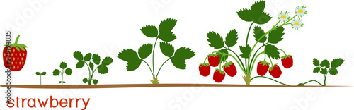 Life cycle of strawberry isolated on white background. Plant growth stage from seed to strawberry plant with ripe red berries