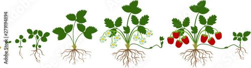 Life cycle of strawberry isolated on white background. Plant growth stage from seed to strawberry plant with ripe berries