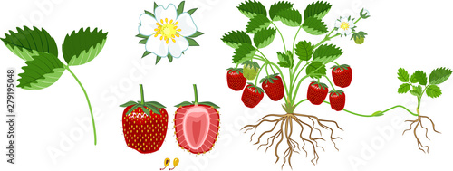 Parts of plant. Morphology of strawberry plant with green leaves, red berries, root system and daughter plant isolated on white background