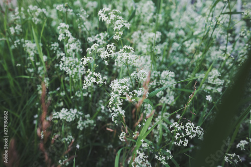 .Small white flowers of hedge bedstraw or false baby's breath (Galium mollugo) close up. Medicinal herb photo