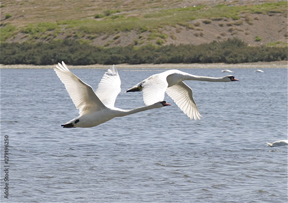Fototapeta premium Swans in flight