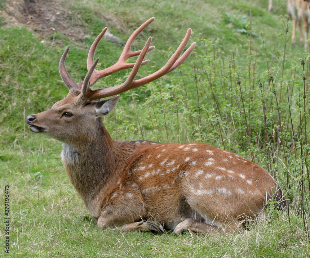 red deer in the woods red deer in the woods