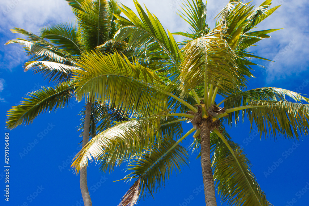 Fototapeta premium coqueiro