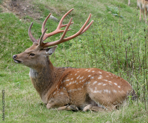 red deer in the woods