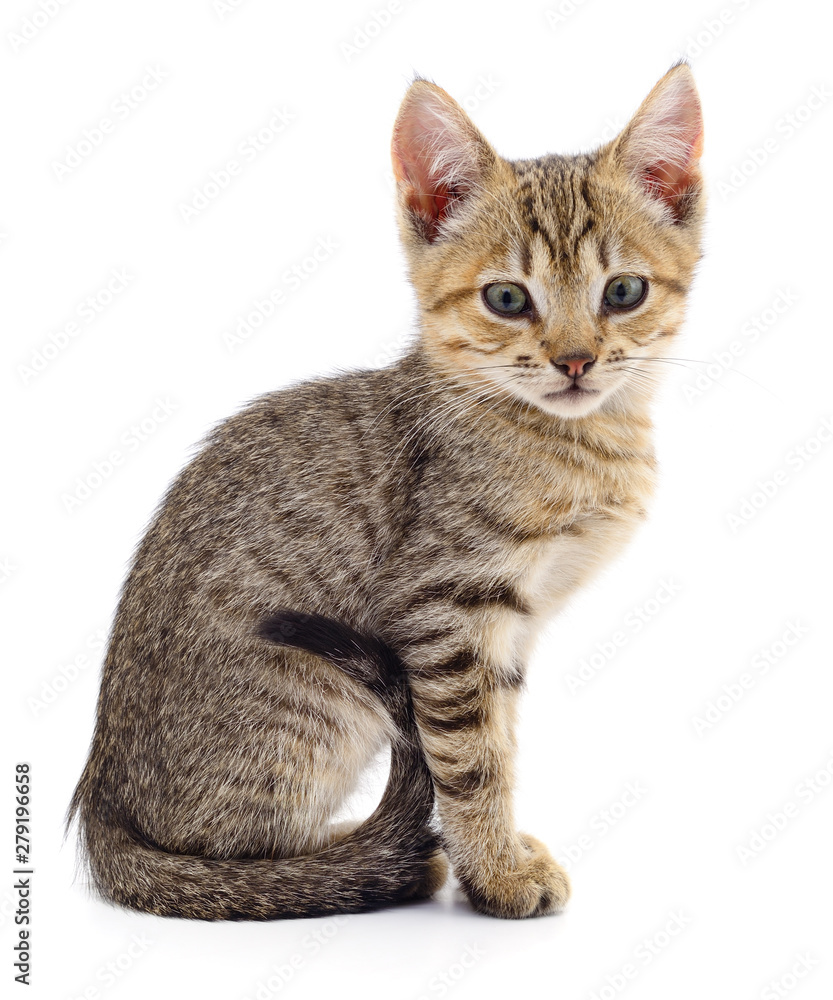 Kitten on white background.