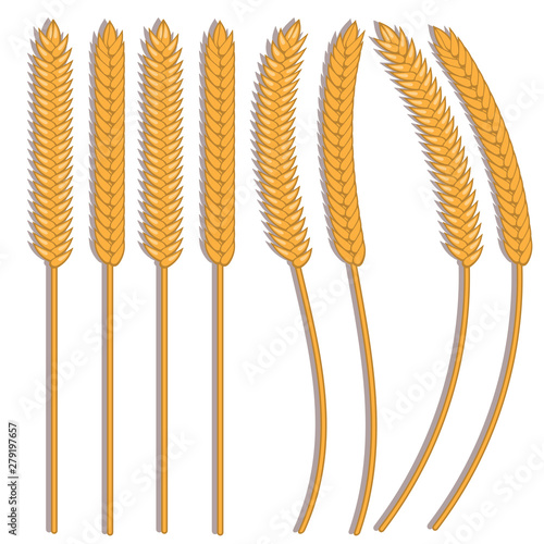 Vector wheat ears spikelets with grains. Oat bunch, yellow sereals for backery, flour production design. Whole stalks, organic vegetarian food packaging element. Isolated illustration