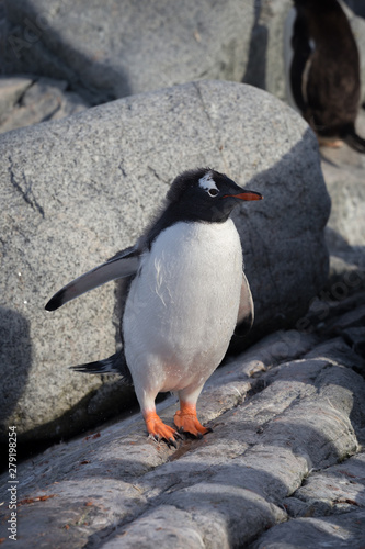 Gentoo penguin single. Gentoo portrait in Antarctica on blur background, Argentine islands.