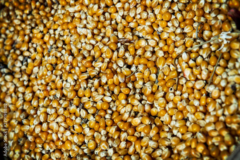 Overhead background view of healthy dried corn or maize kernels. Agriculture product taken at market in Izmir, Turkey. Overhead background view of healthy dried corn or maize kernels. Agriculture product taken at market in Izmir, Turkey.