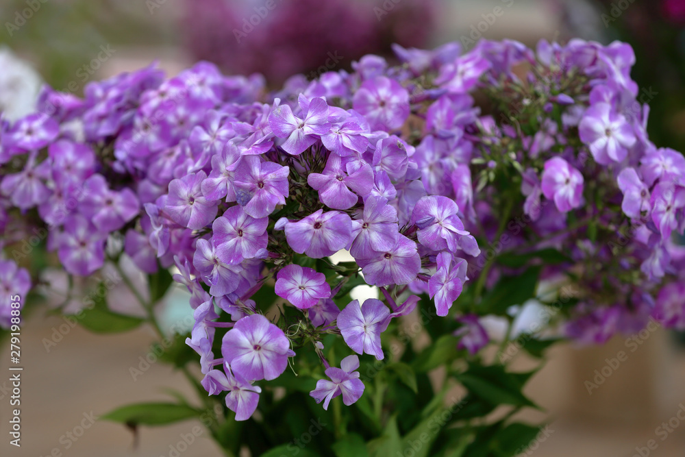 Beautiful bloom of phlox flowers from the Polemoniaceae family in seasonal blooming Beautiful bloom of phlox flowers from the Polemoniaceae family in seasonal blooming