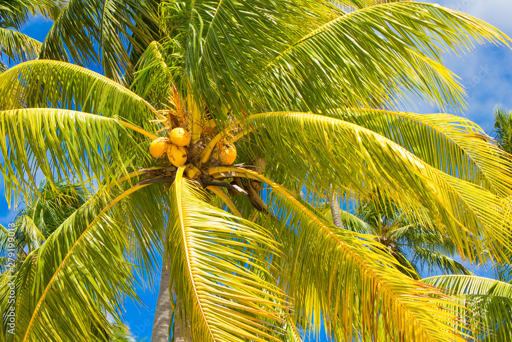 Obraz premium CÔCO OURO