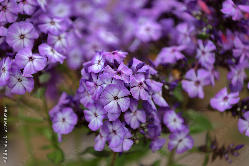 Beautiful bloom of phlox flowers from the Polemoniaceae family in seasonal blooming Beautiful bloom of phlox flowers from the Polemoniaceae family in seasonal blooming