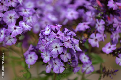 Beautiful bloom of phlox flowers from the Polemoniaceae family in seasonal blooming