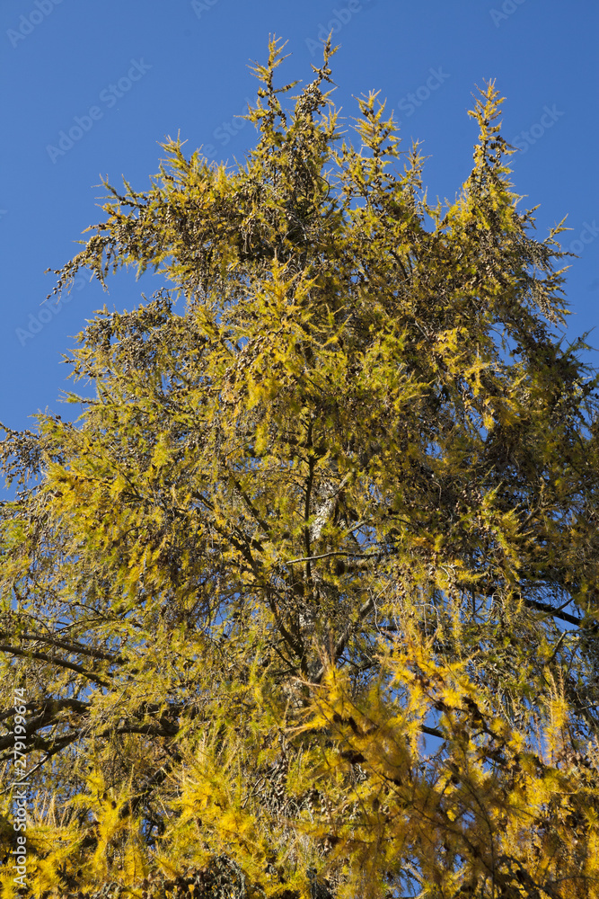 Fototapeta premium autumn leaves on blue sky