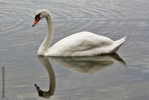 white swan on the lake