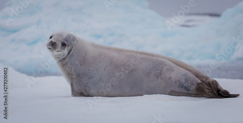 The crabeater seal Lobodon carcinophaga , also known as the krill-eater seal, is a true seal lying on the iceberg in Antarctic peninsula.