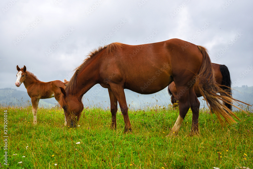 Fototapeta premium Horses on the meadow in the mountains. Foggy morning pasture