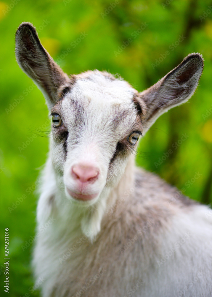 Portrait a white baby goat on green lawn Portrait a white baby goat on green lawn