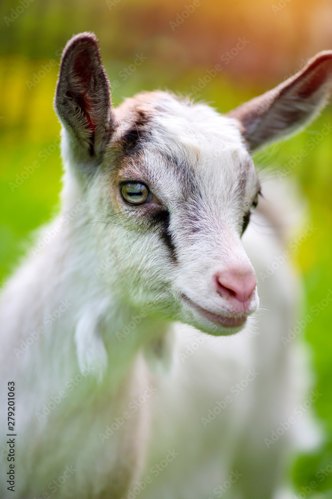 Obraz premium Portrait a white baby goat on green lawn