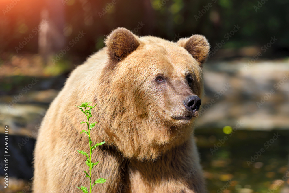 Fototapeta premium Brown bear portrait. Big brown bear in forest.