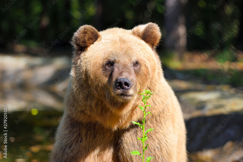 Brown bear portrait. Big brown bear in forest. Brown bear portrait. Big brown bear in forest.