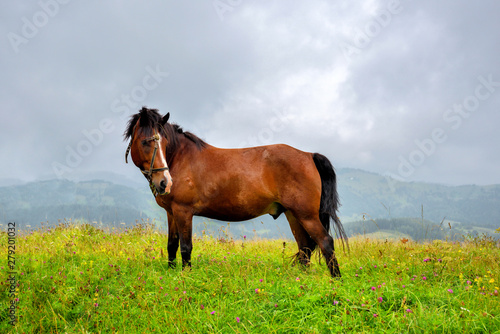 Fototapeta Naklejka Na Ścianę i Meble -  Horse on the meadow in the mountains. Foggy morning pasture