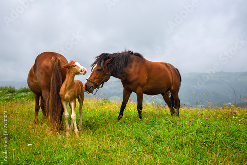 Fototapeta Naklejka Na Ścianę i Meble -  Horses on the meadow in the mountains. Foggy morning pasture