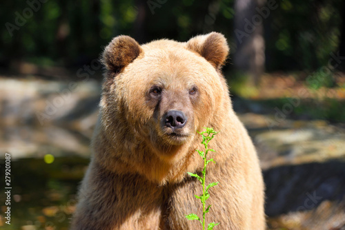 Brown bear portrait. Big brown bear in forest.