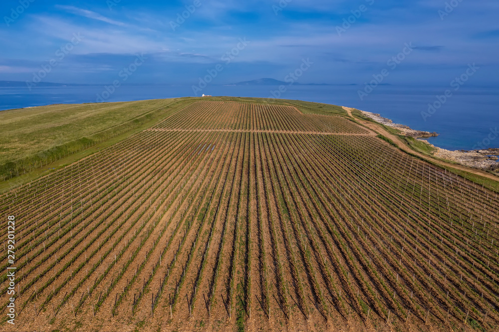 Aerial view of vineyard Aerial view of vineyard