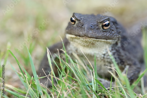 toad in the grass