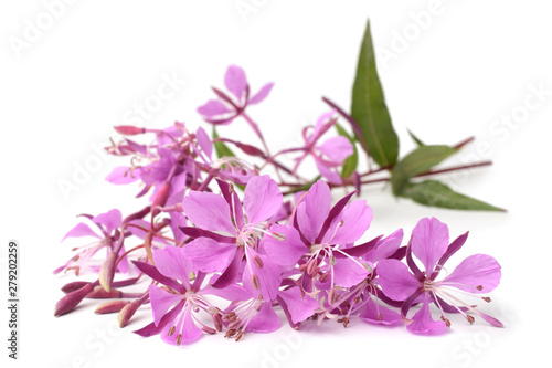 Fireweed flower close-up