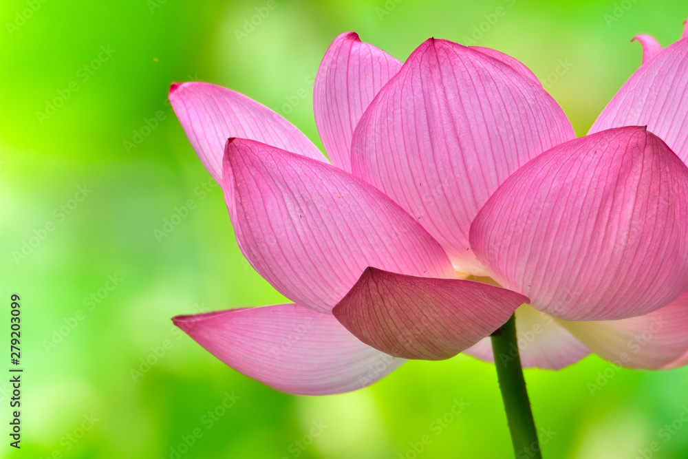 古代蓮 約二千年前の蓮の花 花言葉 清らかな心 神聖 雄弁 熊本県山鹿市鹿央 里やま 古代の森 Ancient Lotus Lotus Flower About 2 000 Years Ago Flower Language Pure Heart Sacred Speaking Kumamoto Prefecture Yamaga City Kaou Stock Photo