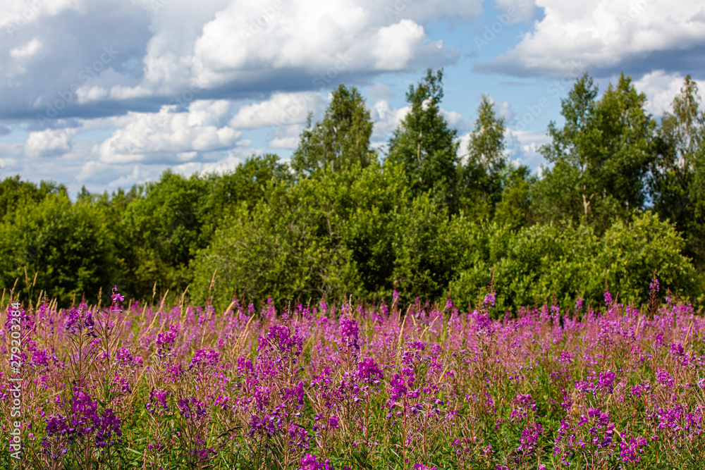 Fireweed flower field in front of forest Fireweed flower field in front of forest