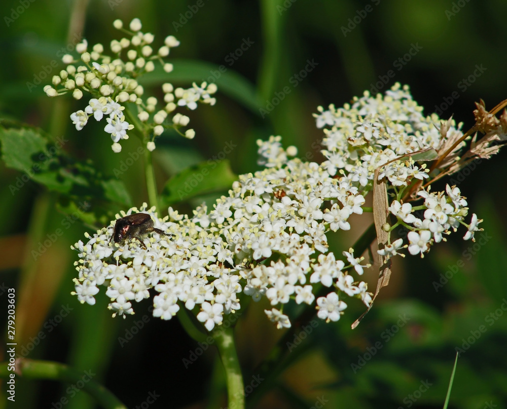 White flowers with insect White flowers with insect