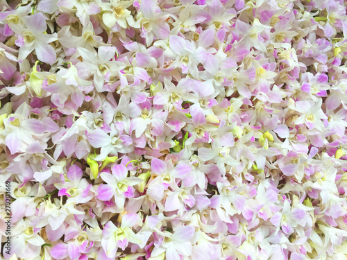 Floral Background. Phalaenopsis orchid (moth orchids) pink and white flowers blooming in the garden. Green orchid leaves