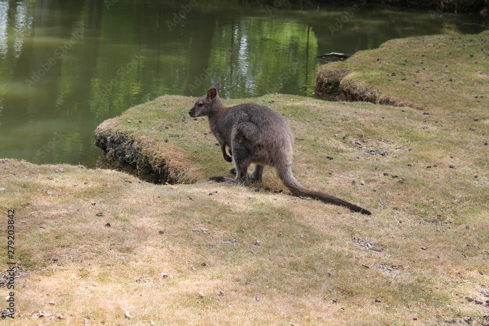 Naklejka premium Wallaby de Bennett