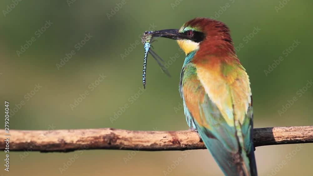 beautiful bee-eater with blue dragonfly in its beak sitting on a branch beautiful bee-eater with blue dragonfly in its beak sitting on a branch