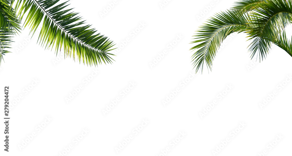 freigestellte palmenblätter auf weiss