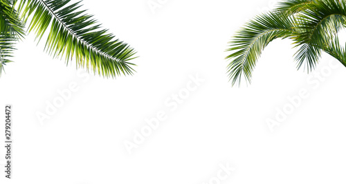 freigestellte palmenblätter auf weiss
