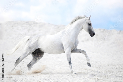 White stallion cantering in white sand