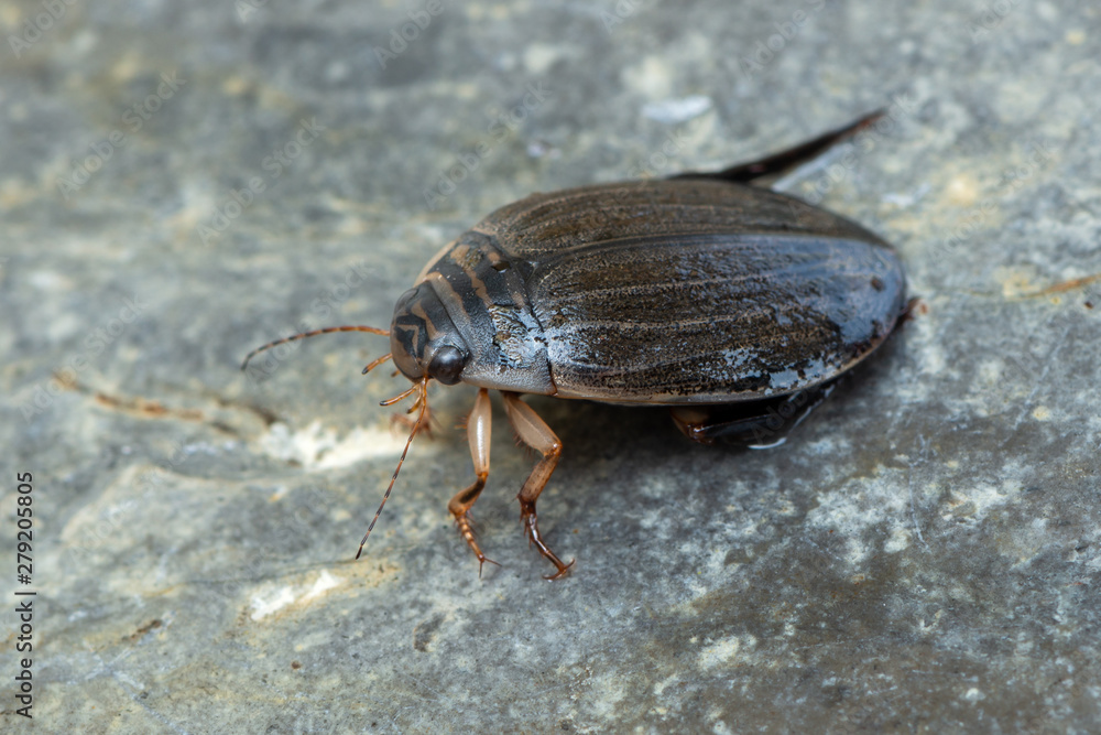 a water beetle - Acilius sulcatus a water beetle - Acilius sulcatus