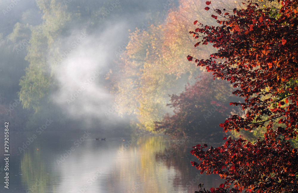 Autumn trees with red and yellow leaves on the background of the lake in the fog and blurred ducks.