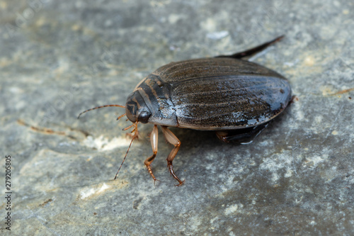 a water beetle - Acilius sulcatus