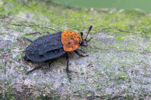 a carrion beetle - Oiceoptoma thoracica