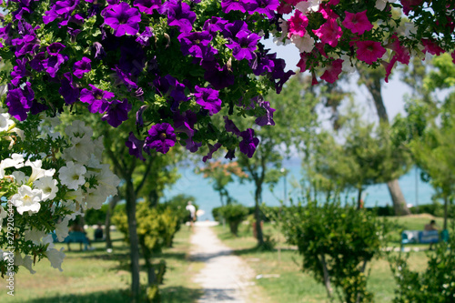 Flowers in Chaniotis park - Greece, Kassandra, Hanioti june 2019. photo