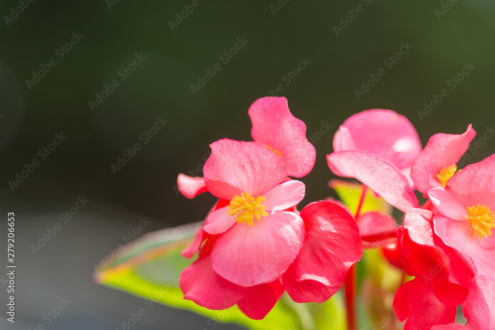 Obraz premium ベコニアの花