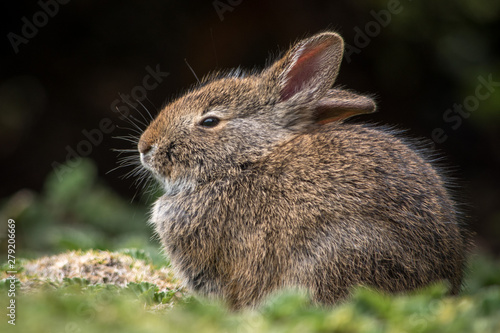 High Andes Rabbit / Cute Rabbit / Small Animal 