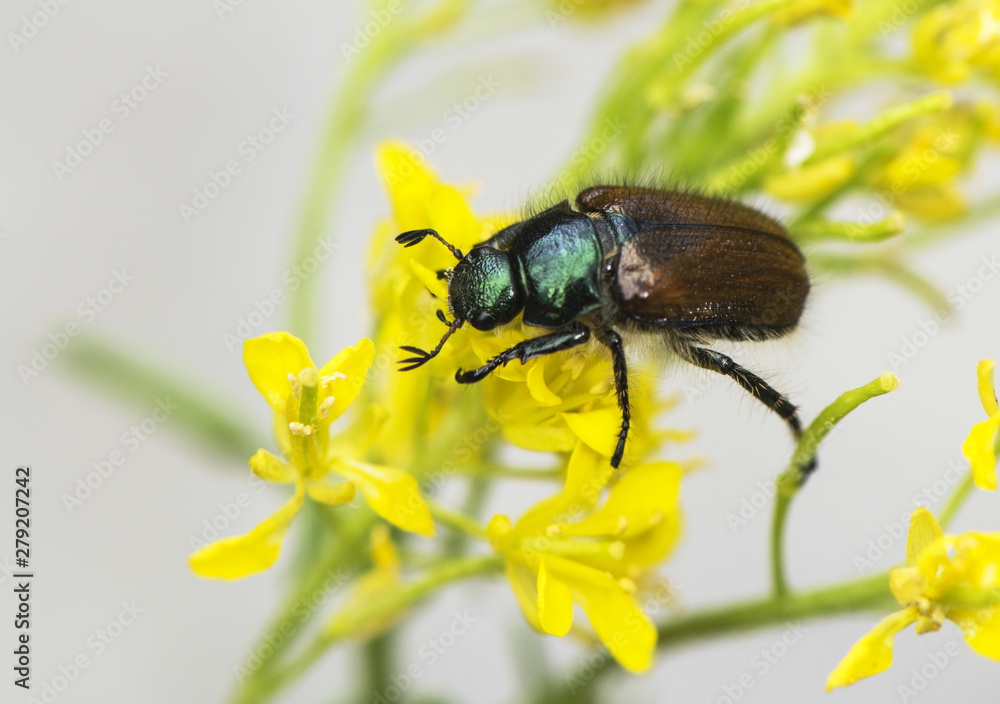 Anisoplia species, small beetle with metallic glitter feeding on a yellow umbelífera Anisoplia species, small beetle with metallic glitter feeding on a yellow umbelífera